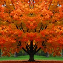 albero_autunno1