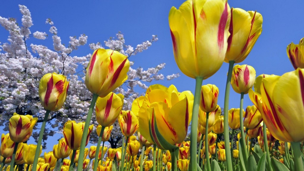 tulipani_gialli (1280x720)