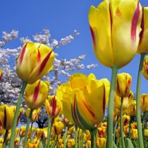 tulipani_gialli (1280x720)