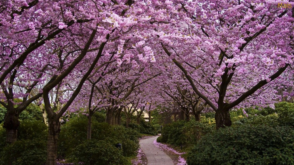 jardim-primavera-wallpaper