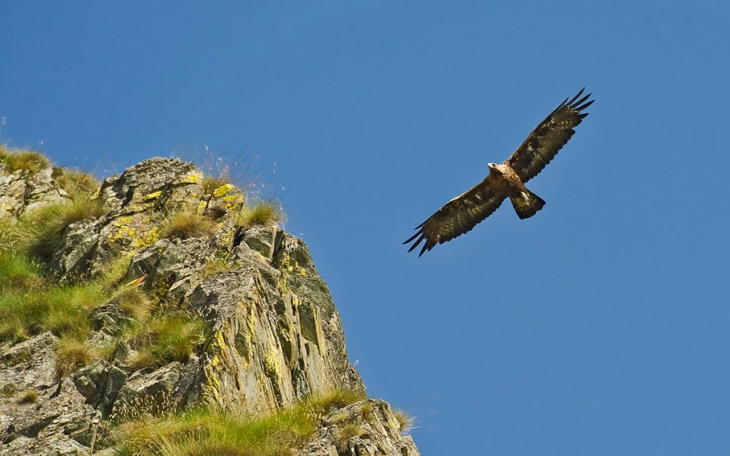 Aquila_reale_volo_mattutino___Aquila_chrysaetos