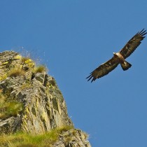 Aquila_reale_volo_mattutino___Aquila_chrysaetos