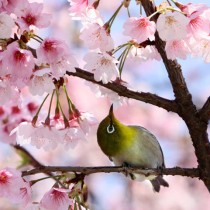 A bird sits on a branch of a blooming ch