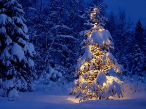 albero-di-natale-sotto-la-neve